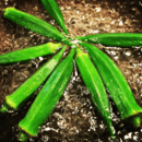 大人気料理講座。味付けや献立のお悩み、ご相談下さいの講座の風景