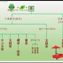 おいしい日本茶の淹れ方を座学・実演でお伝えしますの講座の風景