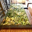 想いを形にできるお花屋さん目指しませんか？の講座の風景