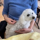 🐶東洋医学で誰でも簡単「1日5分のペットケア！」😸の講座の風景