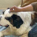 🐶東洋医学で誰でも簡単「1日5分のペットケア！」😸の講座の風景