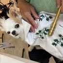🐶東洋医学で誰でも簡単「1日5分のペットケア！」😸の講座の風景