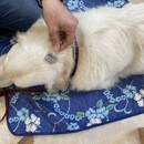 🐶東洋医学で誰でも簡単「1日5分のペットケア！」😸の講座の風景