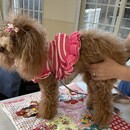 🐶東洋医学で誰でも簡単「1日5分のペットケア！」😸の講座の風景