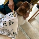 🐶東洋医学で誰でも簡単「1日5分のペットケア！」😸の講座の風景