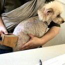 🐶東洋医学で誰でも簡単「1日5分のペットケア！」😸の講座の風景