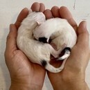 猫とあなたの幸せな共生をサポートしますの講座の風景