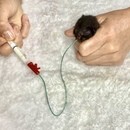 猫とあなたの幸せな共生をサポートしますの講座の風景