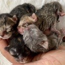 猫とあなたの幸せな共生をサポートしますの講座の風景