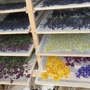 あなたも家庭のハーバリストに！ハーブの薬箱レッスンの講座の風景