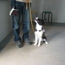 愛犬の育て方を知ろうの講座の風景