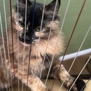 ハープ&ティートークセッションの講座の風景