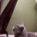 ハープ&ティートークセッションの講座の風景