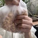 満足度100%🩷看護師の味噌作り🌻腸活健康食の講座の風景