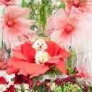一眼レフカメラで愛犬を可愛く撮影する講座の講座の風景
