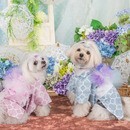一眼レフカメラで愛犬を可愛く撮影する講座の講座の風景