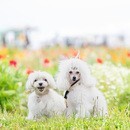 一眼レフカメラで愛犬を可愛く撮影する講座の講座の風景