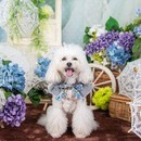 一眼レフカメラで愛犬を可愛く撮影する講座の講座の風景