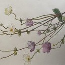 大人だから表現出来る水彩画、色鉛筆画講座の講座の風景