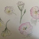 大人だから表現出来る水彩画、色鉛筆画講座の講座の風景