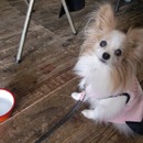 犬のしつけ⭐︎パピーラブの講座の風景