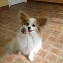 犬のしつけ⭐︎パピーラブの講座の風景