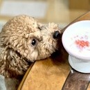 ペットと家族の薬膳[簡単健康ごはん]おいしく元気！の講座の風景
