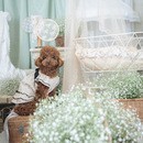 アロマで愛犬との絆を深めようの講座の風景