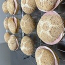 天然酵母の発酵の不思議さ・楽しさを体験しましよう！の講座の風景