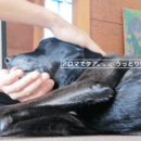 あなたとペットのしあわせアロマの講座の風景