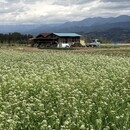 ドライフラワー講座安くて手軽でゴージャスにの講座の風景