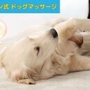 愛犬と飼い主の健康を、心・体・意識から整える専門家の講座の風景