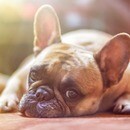 愛犬と飼い主の健康を、心・体・意識から整える専門家の講座の風景