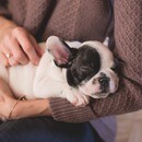 愛犬と飼い主の健康を、心・体・意識から整える専門家の講座の風景