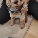 愛犬も笑顔になる ペットアロマホームケアの講座の風景