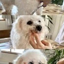 飼い主さんの“困った”を、“できた！”に変える✨の講座の風景