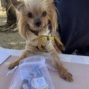 愛犬のもしものケアを一番安心出来るあなたの手での講座の風景