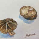 大人だから表現出来る水彩画、色鉛筆画講座の講座の風景
