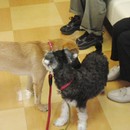 犬との生活2.0　イベント・セミナーのcloverの講座の風景