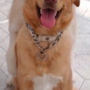 ご愛犬を健やかに育てるための学びを提供いたします✨の講座の風景