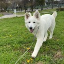 ご愛犬を健やかに育てるための学びを提供いたします✨の講座の風景