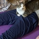 猫ヨガもオンラインも 癒しのマインドフルネスの講座の風景