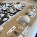 自由研究のテーマ設定からレポートまでフルサポートの講座の風景