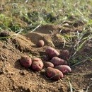 有機農家さん直送の湘南野菜を使った料理教室の講座の風景