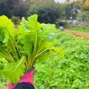 有機農家さん直送の湘南野菜を使った料理教室の講座の風景