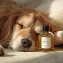 アロマを使って愛犬との時間を深めよう！の講座の風景