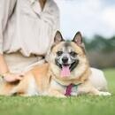 ペットアロマで愛犬との暮らしを快適に！の講座の風景