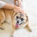 ペットアロマで愛犬との暮らしを快適に！の講座の風景