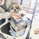 愛犬のためにできるアロマホームケアの講座の風景