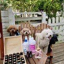 愛犬のためにできるアロマホームケアの講座の風景